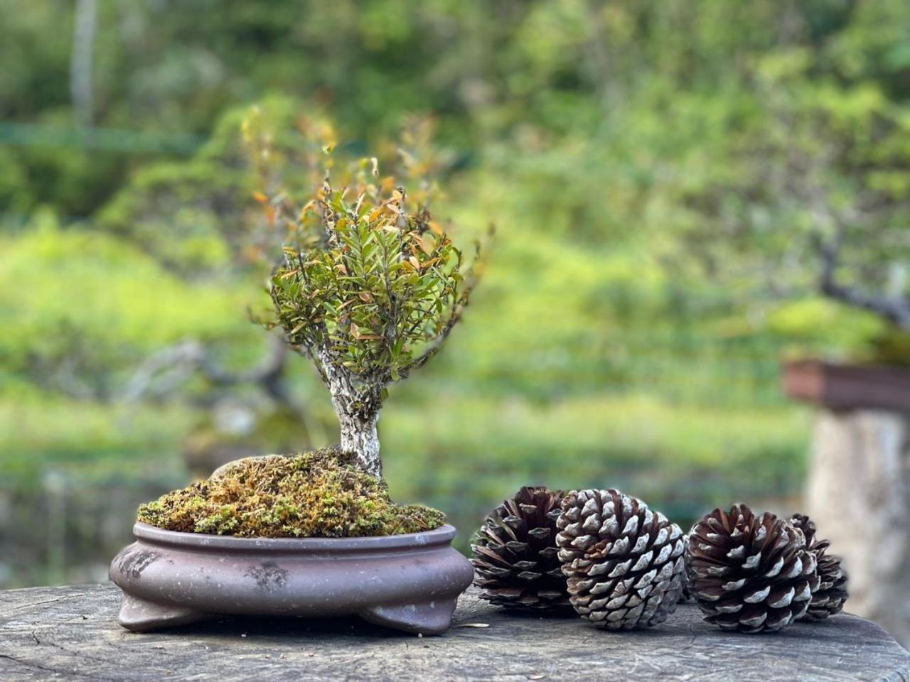 Villa Bonsai @ Mesilou 盆栽小苑 Kundasang