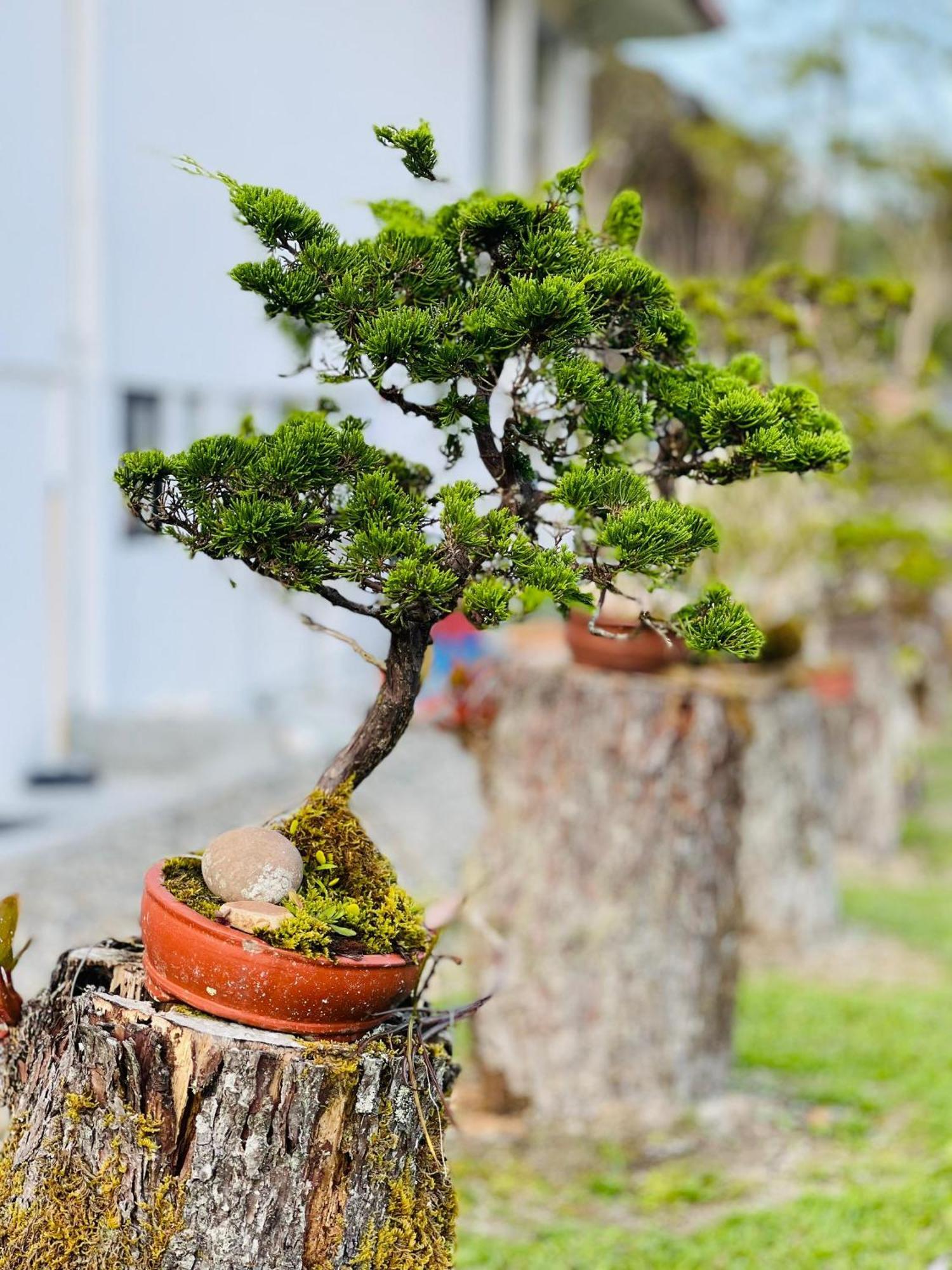 Bonsai @ Mesilou 盆栽小苑 Villa