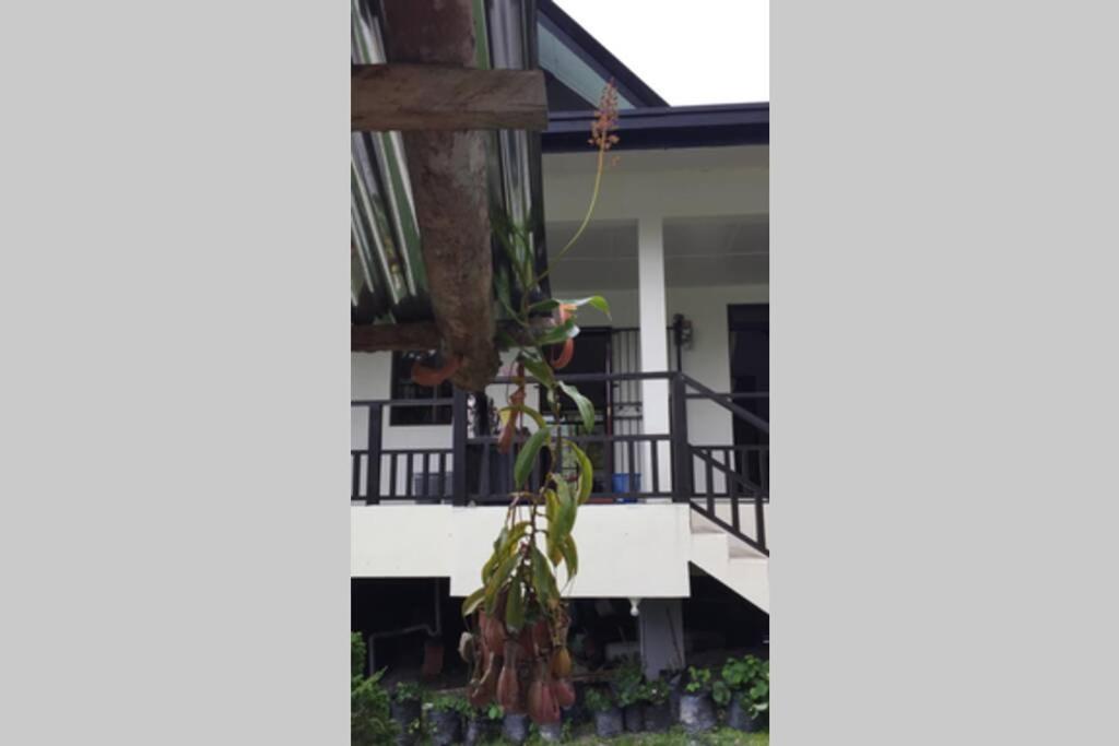 Villa Bonsai @ Mesilou 盆栽小苑 Kundasang